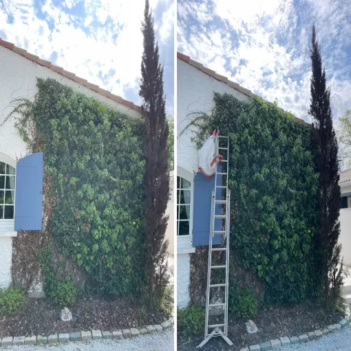 Taille du Lierre à CESTAS pour protéger votre toiture, Léognan, Au Soleil Des Espaces Verts