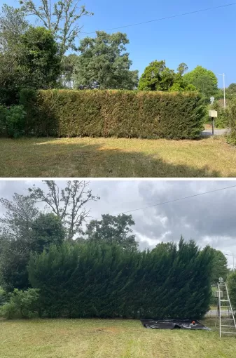 Taille de haie à Saint Medard d'Eyrans, Léognan, Au Soleil Des Espaces Verts