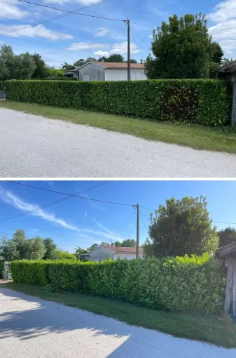 Taille d'une haie de laurier à Martillac, Léognan, Au Soleil Des Espaces Verts
