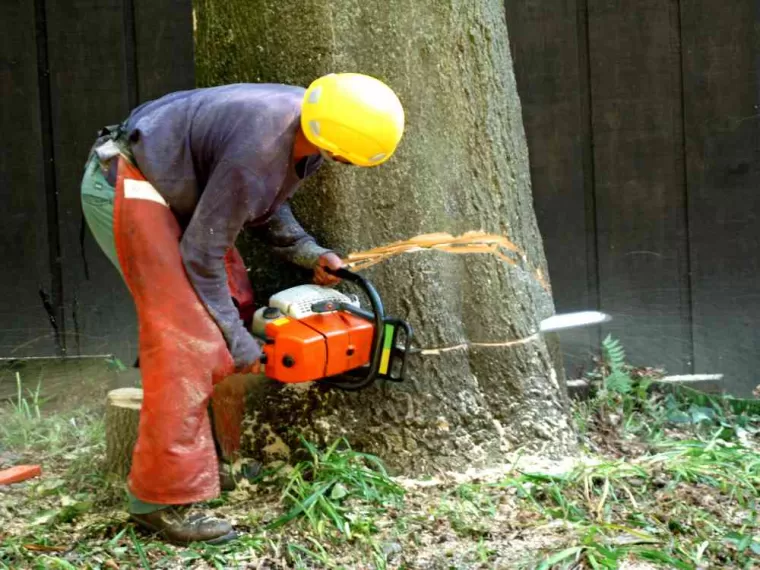 Abattage d'un arbre vieux de 100 ans dans un jardin mitoyen, Léognan, Au Soleil Des Espaces Verts